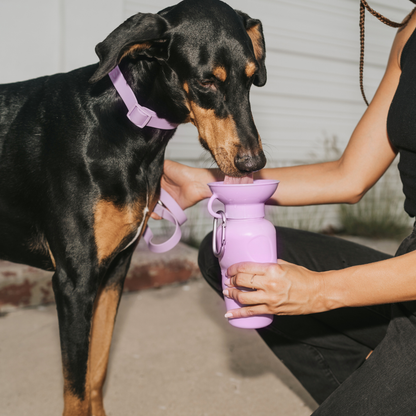 Dog Travel Water Bottle Classic 22oz
