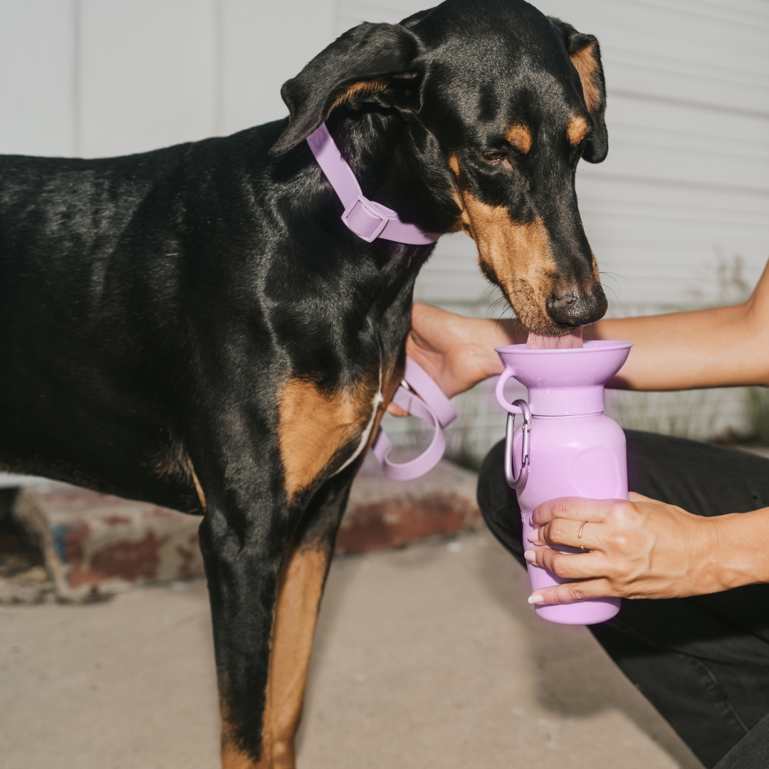 Dog Travel Water Bottle Classic 22oz