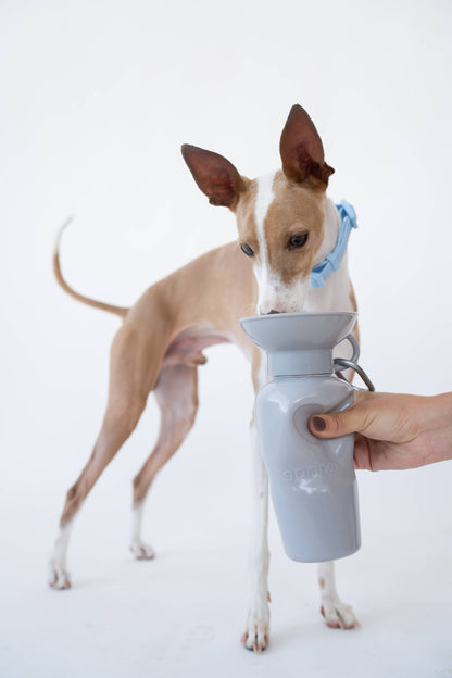Dog Travel Water Bottle Classic 22oz